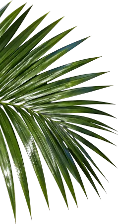 The Palm leaf layer from the split poster, on a transparent background