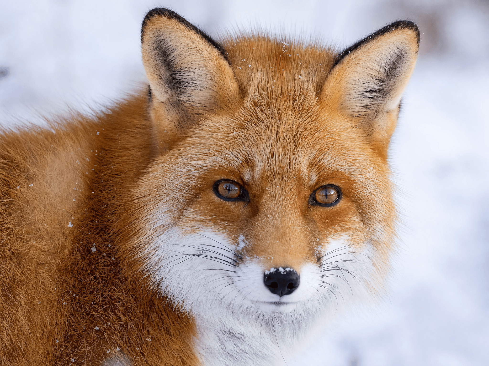 Red fox in snow, every fur strand sharp