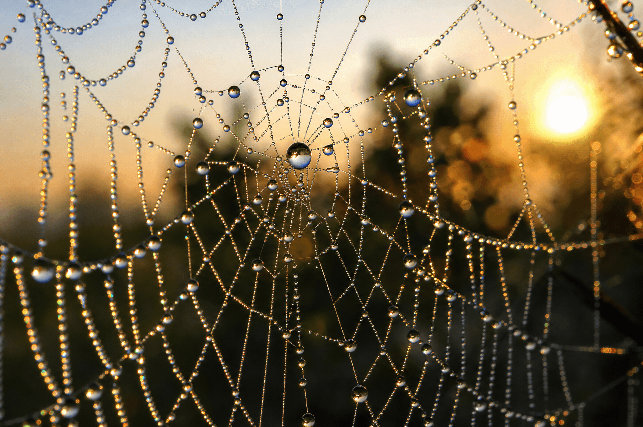 Dew covered spider web at sunrise
