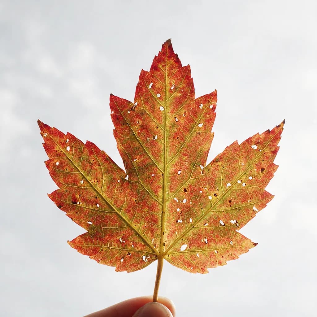Single autumn maple leaf backlit against overcast sky with every vein, capillary and insect hole visible